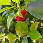 Retiro Camelias 1 * Lajes das Flores