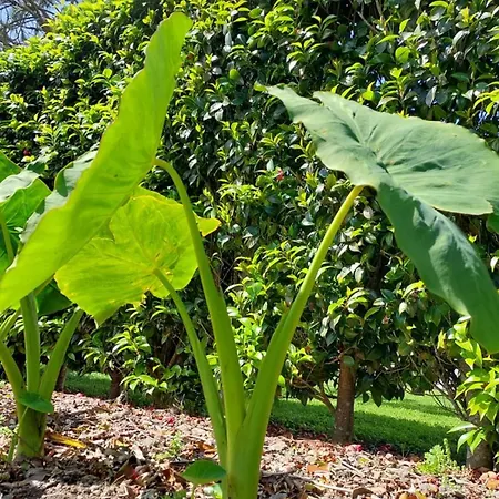 Διαμέρισμα Retiro Camelias 1 Lajes das Flores