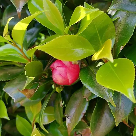 Apartment Retiro Camelias 1 Lajes das Flores