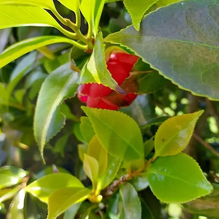 Retiro Camelias 1 * Lajes das Flores