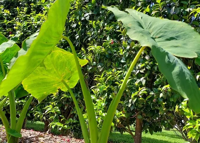 아파트 Retiro Camelias 1 Lajes das Flores