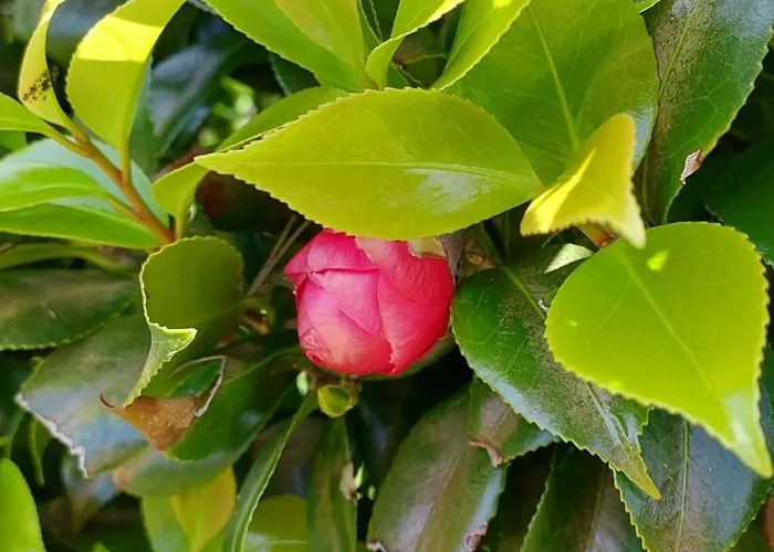 아파트 Retiro Camelias 1 Lajes das Flores