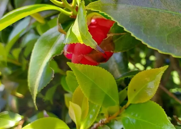 Retiro Camelias 1 * Lajes das Flores
