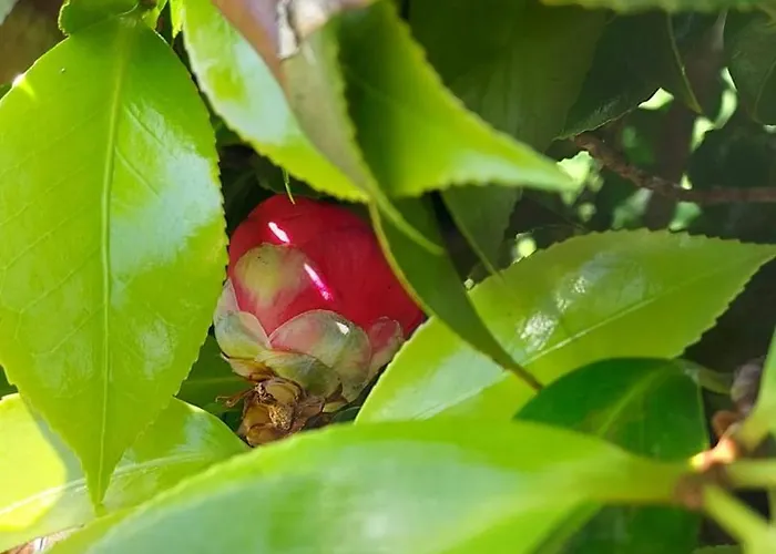 Retiro Camelias 1 아파트