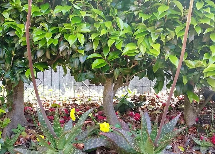 아파트 Retiro Camelias 1